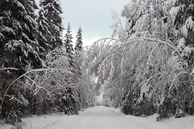 Det är första gången den här "vintern", som Vasa elnät har ett omfattande elabrott på grund av snölast, säger Petter Södergran, driftchef på Vasa elnät. Elavbrotten beror på att tung snö pressar ner träd över ledningarna.